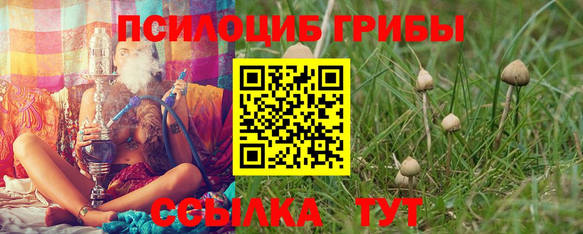 Холмск  Псилоцибиновые грибы Cubensis  Вход с VPN 